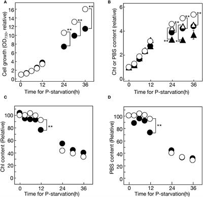 Preferential phosphatidylglycerol synthesis via phosphorus supply through rRNA degradation in the cyanobacterium, Synechocystis sp. PCC 6803, under phosphate-starved conditions